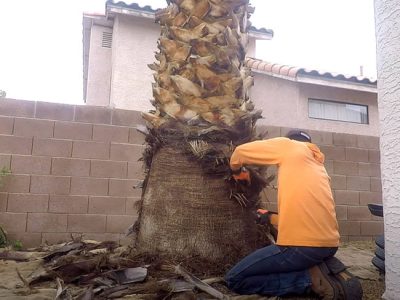skinning-palm-tree-trunk-650x500d
